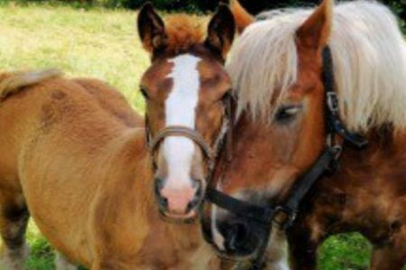 image of Ontario Horse Summit